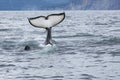 Killer whale tail