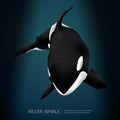 Killer Whale Under The Sea