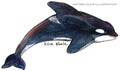 Killer Whale. underwater life watercolor illustration. sea animal