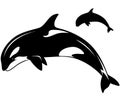 Killer whale vector