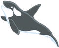 Killer whale Royalty Free Stock Photo