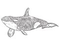 Killer whale. Royalty Free Stock Photo