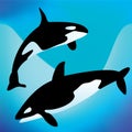 Killer whales