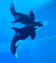 Killer Whales Royalty Free Stock Photo
