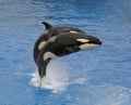 Killer Whales Royalty Free Stock Photo