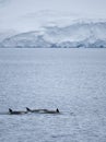 Killer Whales in Antarctic Waters Royalty Free Stock Photo