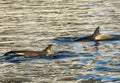 Killer Whales in Antarctica in winter