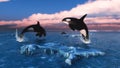 Killer Whales In The Arctic Ocean Royalty Free Stock Photo