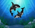 Killer whales cartoon with underwater