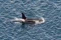 Killer Whale - Orcinus orca, Shetlands, UK