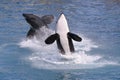 Killer whales jumping out of water Royalty Free Stock Photo