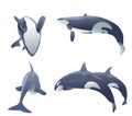 Killer whales jumping Royalty Free Stock Photo