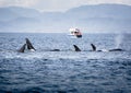 Killer Whales pod in British Columbia, Canada Royalty Free Stock Photo