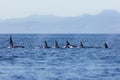 Killer Whales pod in British Columbia, Canada Royalty Free Stock Photo