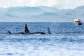 Killer Whales pod in British Columbia, Canada Royalty Free Stock Photo