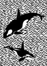 Killer whales in the sea