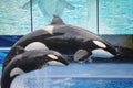Killer whales at SeaWorld Royalty Free Stock Photo