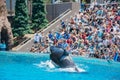 Killer whales shows in the famous SeaWorld Royalty Free Stock Photo