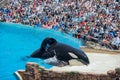 Killer whales shows in the famous SeaWorld Royalty Free Stock Photo