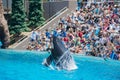 Killer whales shows in the famous SeaWorld Royalty Free Stock Photo