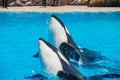 Killer whales shows in the famous SeaWorld Royalty Free Stock Photo