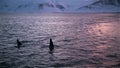 Killer whales swiming in sunset mountain fjord, Iceland