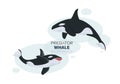Killer whales underwater. Sketch. Vector illustration with splash texture. Marine mammals. Design for poster Royalty Free Stock Photo