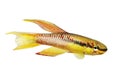 Killi splendid Killifish aquarium fish Aphyosemion splendopleure tropical Royalty Free Stock Photo