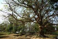 Killing Fields Mass Grave, Phnom Penh, Cambodia Royalty Free Stock Photo