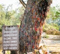 Killing tree against which executioners beat children Royalty Free Stock Photo