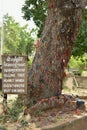 The killing tree at Choeung Ek Killing Fields