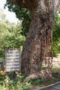 The killing tree at the Killing Fields of Choeung Ek