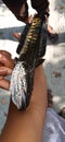 1 kilo snack head fish collect from village pond
