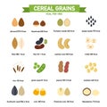 Kilocalorie in cereal grains per100 gram infographics.vector