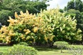 Kilohana Plantation at Lihue on Kauai Island in Hawaii