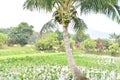 Kilohana Plantation at Lihue on Kauai Island in Hawaii