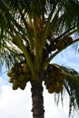 Kilohana Plantation at Lihue on Kauai Island in Hawaii