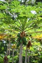 Kilohana Plantation at Lihue on Kauai Island in Hawaii