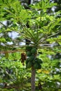 Kilohana Plantation at Lihue on Kauai Island in Hawaii