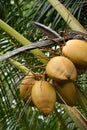 Kilohana Plantation at Lihue on Kauai Island in Hawaii