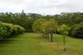 Kilohana Plantation at Lihue on Kauai Island in Hawaii