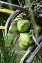 Kilohana Plantation at Lihue on Kauai Island in Hawaii