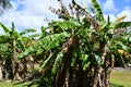 Kilohana Plantation at Lihue on Kauai Island in Hawaii