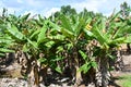 Kilohana Plantation at Lihue on Kauai Island in Hawaii