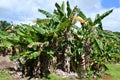 Kilohana Plantation at Lihue on Kauai Island in Hawaii