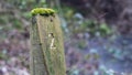 2-kilometer marker post in a forest