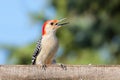 Kilroy the Woodpecker
