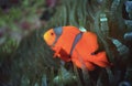 Kimbe bay clownfish