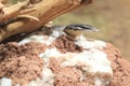 Kimberley rock monitor