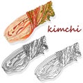 Kimchi, traditional korean food. Illustration on white isolated